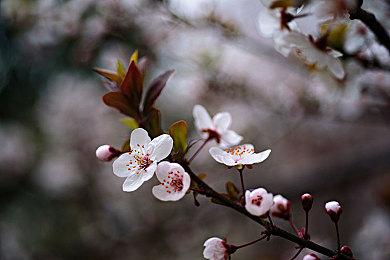 《生化危机8》沼泽地区被删减 曾有美人鱼怪物